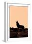 Coyote (Canis latrans) adult, howling, silhouetted at sunrise in high desert, Monument Valley-Jurgen & Christine Sohns-Framed Premium Photographic Print