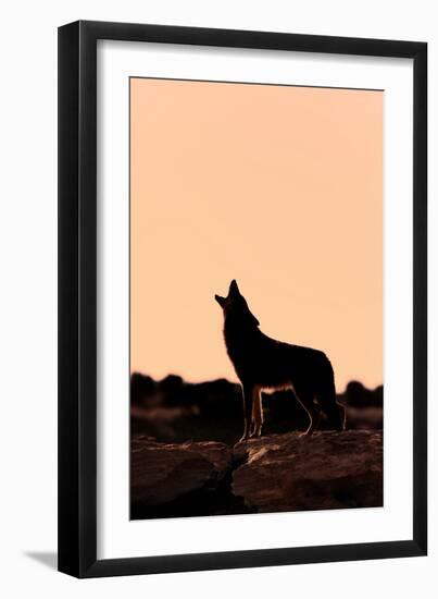 Coyote (Canis latrans) adult, howling, silhouetted at sunrise in high desert, Monument Valley-Jurgen & Christine Sohns-Framed Photographic Print