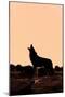 Coyote (Canis latrans) adult, howling, silhouetted at sunrise in high desert, Monument Valley-Jurgen & Christine Sohns-Mounted Photographic Print