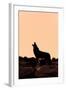 Coyote (Canis latrans) adult, howling, silhouetted at sunrise in high desert, Monument Valley-Jurgen & Christine Sohns-Framed Photographic Print