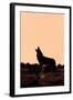 Coyote (Canis latrans) adult, howling, silhouetted at sunrise in high desert, Monument Valley-Jurgen & Christine Sohns-Framed Photographic Print