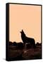 Coyote (Canis latrans) adult, howling, silhouetted at sunrise in high desert, Monument Valley-Jurgen & Christine Sohns-Framed Stretched Canvas