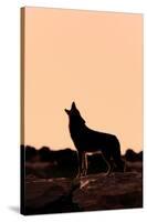 Coyote (Canis latrans) adult, howling, silhouetted at sunrise in high desert, Monument Valley-Jurgen & Christine Sohns-Stretched Canvas