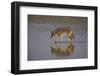 Coyote (Canis Latrans), Antelope Island State Park, Utah, United States of America, North America-James Hager-Framed Photographic Print
