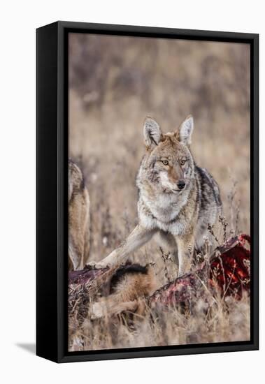 Coyote (Canis Latrans) Feeding-Michael Nolan-Framed Stretched Canvas