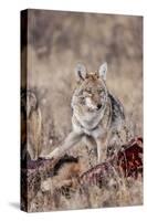 Coyote (Canis Latrans) Feeding-Michael Nolan-Stretched Canvas