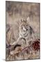 Coyote (Canis Latrans) Feeding-Michael Nolan-Mounted Photographic Print