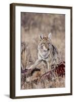 Coyote (Canis Latrans) Feeding-Michael Nolan-Framed Photographic Print