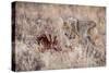 Coyote (Canis Latrans) Feeding-Michael Nolan-Stretched Canvas