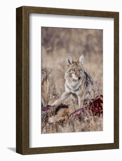 Coyote (Canis Latrans) Feeding-Michael Nolan-Framed Photographic Print