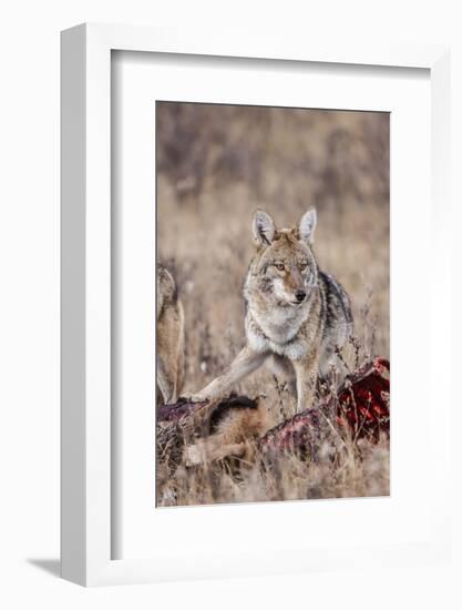 Coyote (Canis Latrans) Feeding-Michael Nolan-Framed Photographic Print