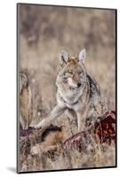 Coyote (Canis Latrans) Feeding-Michael Nolan-Mounted Photographic Print