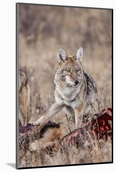 Coyote (Canis Latrans) Feeding-Michael Nolan-Mounted Photographic Print