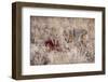 Coyote (Canis Latrans) Feeding-Michael Nolan-Framed Photographic Print