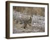 Coyote (Canis Latrans) Howling-James Hager-Framed Photographic Print