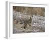 Coyote (Canis Latrans) Howling-James Hager-Framed Photographic Print