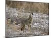 Coyote (Canis Latrans) Howling-James Hager-Mounted Photographic Print