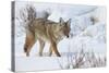 Coyote (Canis Latrans) in the Snow in Winter-James Hager-Stretched Canvas