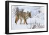 Coyote (Canis Latrans) in the Snow in Winter-James Hager-Framed Photographic Print