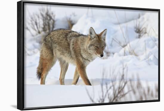 Coyote (Canis Latrans) in the Snow in Winter-James Hager-Framed Photographic Print