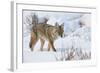 Coyote (Canis Latrans) in the Snow in Winter-James Hager-Framed Photographic Print