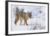 Coyote (Canis Latrans) in the Snow in Winter-James Hager-Framed Photographic Print