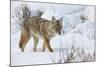 Coyote (Canis Latrans) in the Snow in Winter-James Hager-Mounted Photographic Print