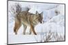 Coyote (Canis Latrans) in the Snow in Winter-James Hager-Mounted Photographic Print