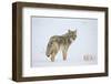 Coyote (Canis Latrans) in the Snow-James Hager-Framed Photographic Print