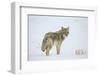 Coyote (Canis Latrans) in the Snow-James Hager-Framed Photographic Print