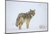 Coyote (Canis Latrans) in the Snow-James Hager-Mounted Photographic Print