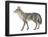 Coyote (Canis Latrans), Mammals-Encyclopaedia Britannica-Framed Poster