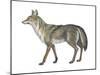 Coyote (Canis Latrans), Mammals-Encyclopaedia Britannica-Mounted Poster