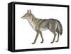 Coyote (Canis Latrans), Mammals-Encyclopaedia Britannica-Framed Stretched Canvas