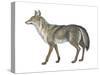 Coyote (Canis Latrans), Mammals-Encyclopaedia Britannica-Stretched Canvas