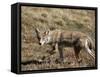 Coyote (Canis Latrans), Rocky Mountain National Park, Colorado-James Hager-Framed Stretched Canvas