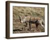 Coyote (Canis Latrans), Rocky Mountain National Park, Colorado-James Hager-Framed Photographic Print