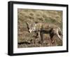 Coyote (Canis Latrans), Rocky Mountain National Park, Colorado-James Hager-Framed Photographic Print