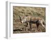 Coyote (Canis Latrans), Rocky Mountain National Park, Colorado-James Hager-Framed Photographic Print