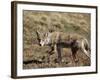 Coyote (Canis Latrans), Rocky Mountain National Park, Colorado-James Hager-Framed Photographic Print