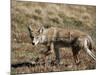 Coyote (Canis Latrans), Rocky Mountain National Park, Colorado-James Hager-Mounted Photographic Print