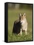 Coyote (Canis Latrans) Standing, in Captivity, Sandstone, Minnesota, USA-James Hager-Framed Stretched Canvas