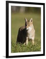 Coyote (Canis Latrans) Standing, in Captivity, Sandstone, Minnesota, USA-James Hager-Framed Premium Photographic Print