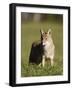 Coyote (Canis Latrans) Standing, in Captivity, Sandstone, Minnesota, USA-James Hager-Framed Photographic Print