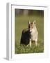 Coyote (Canis Latrans) Standing, in Captivity, Sandstone, Minnesota, USA-James Hager-Framed Photographic Print