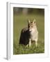 Coyote (Canis Latrans) Standing, in Captivity, Sandstone, Minnesota, USA-James Hager-Framed Photographic Print