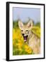 Coyote (Canis latrans) two-month old pup, yawning, close-up of head, USA-S & D & K Maslowski-Framed Photographic Print