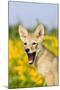 Coyote (Canis latrans) two-month old pup, yawning, close-up of head, USA-S & D & K Maslowski-Mounted Photographic Print