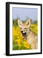 Coyote (Canis latrans) two-month old pup, yawning, close-up of head, USA-S & D & K Maslowski-Framed Photographic Print