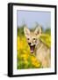 Coyote (Canis latrans) two-month old pup, yawning, close-up of head, USA-S & D & K Maslowski-Framed Photographic Print